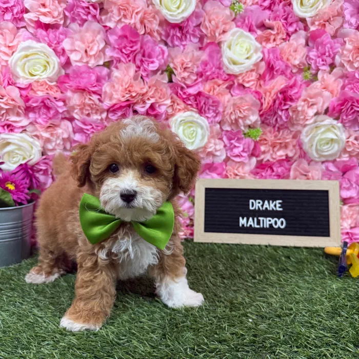 Male Malti-Poo 2Nd Gen puppy named Drake for sale at Pet Express Braintree.