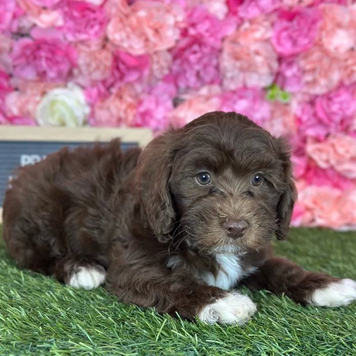Male Havapoo puppy named Prince for sale at Pet Express Saugus.