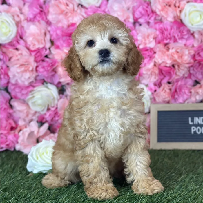 Female Poodle (Mini) puppy named Linda for sale at Pet Express Saugus.