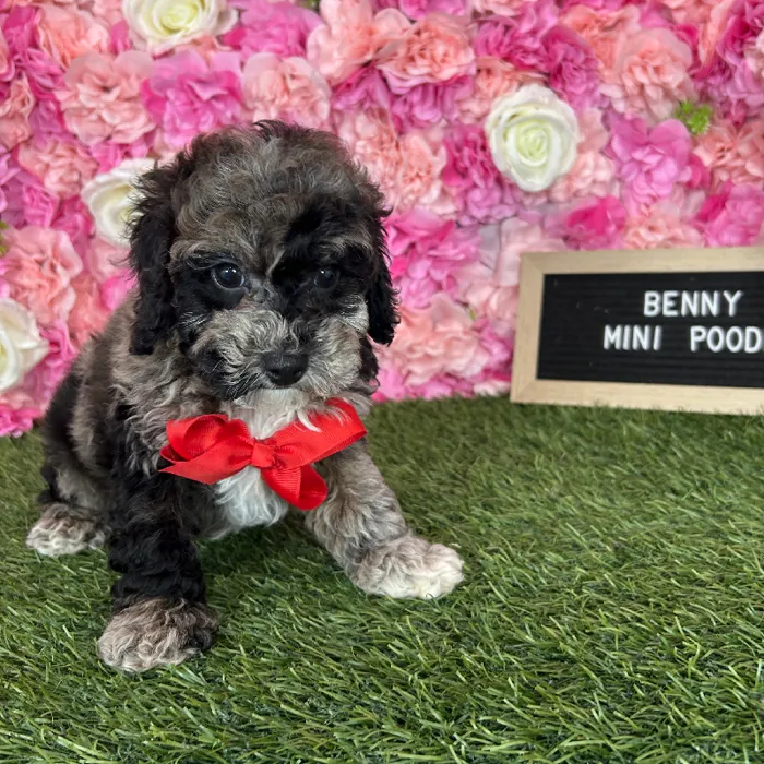 Male Poodle (Mini) puppy named Benny for sale at Pet Express Braintree.