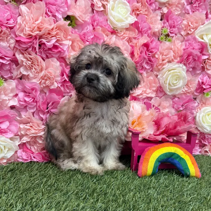 Female Shih-Poo Puppy for Sale in Braintree, MA