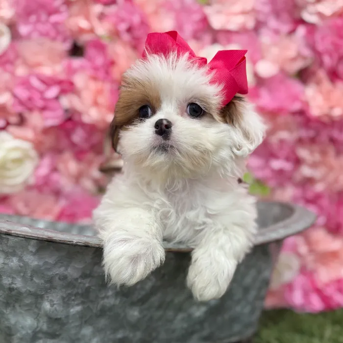Female Lhasa Apso Puppy for Sale in Braintree, MA