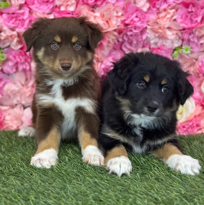 Male Miniature Australian Shepherd puppy named Broccoli for sale at Pet Express Saugus.