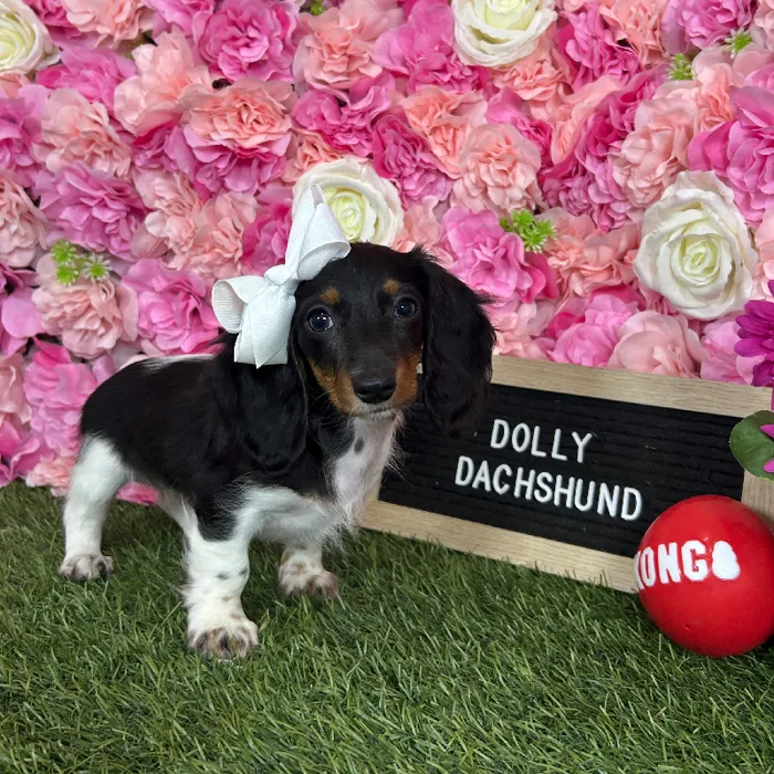 Female Dachshund puppy named Dolly for sale at Pet Express Braintree.