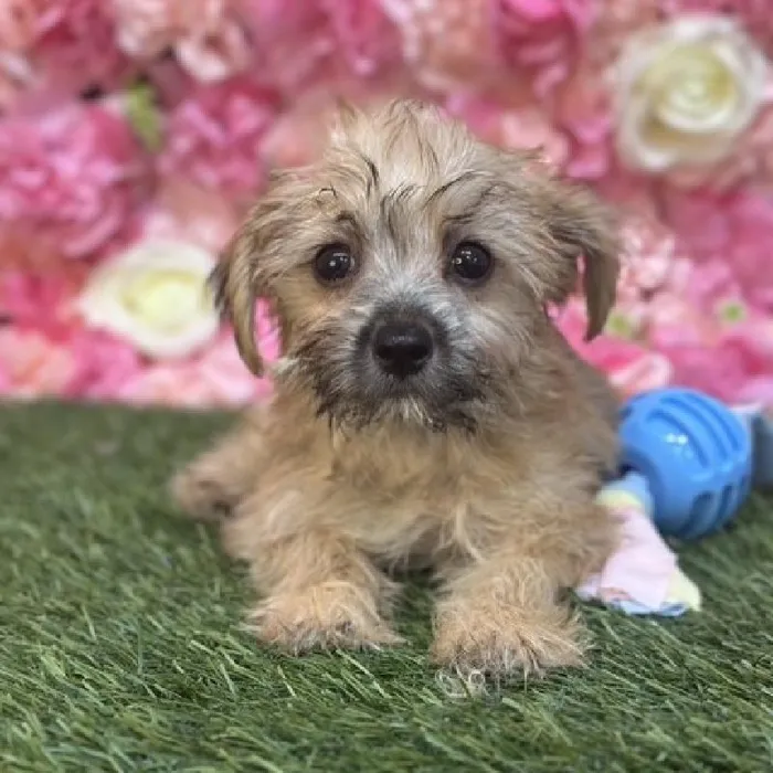 Male Morkie Puppy for Sale in Saugus, MA