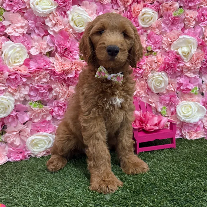 Male Mini Goldendoodle (Moyen) Puppy for Sale in Braintree, MA