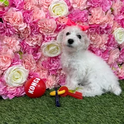 Female Schnoodle puppy named Snowy for sale at Pet Express Braintree.