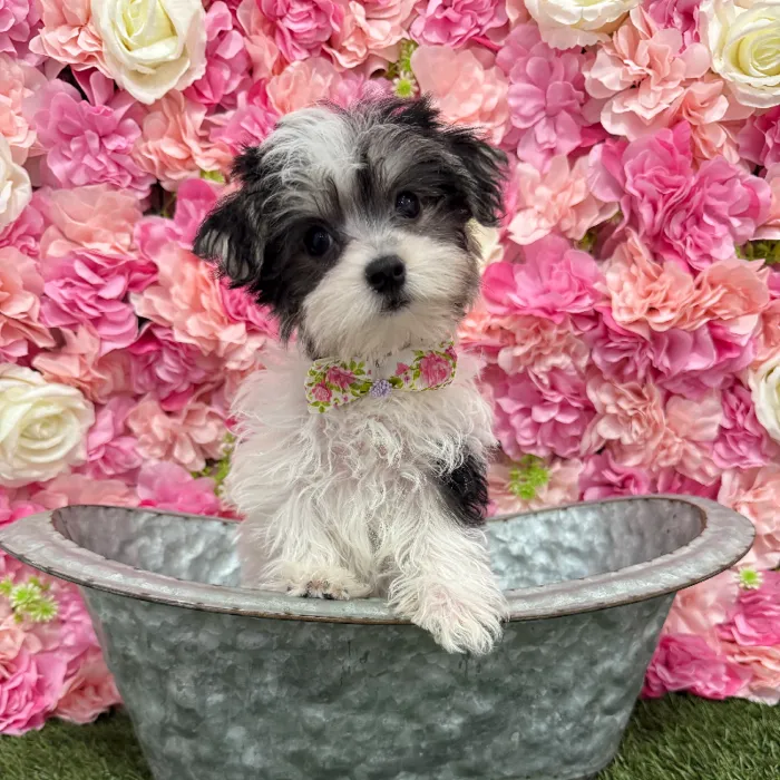 Male Morkie Puppy for Sale in Braintree, MA