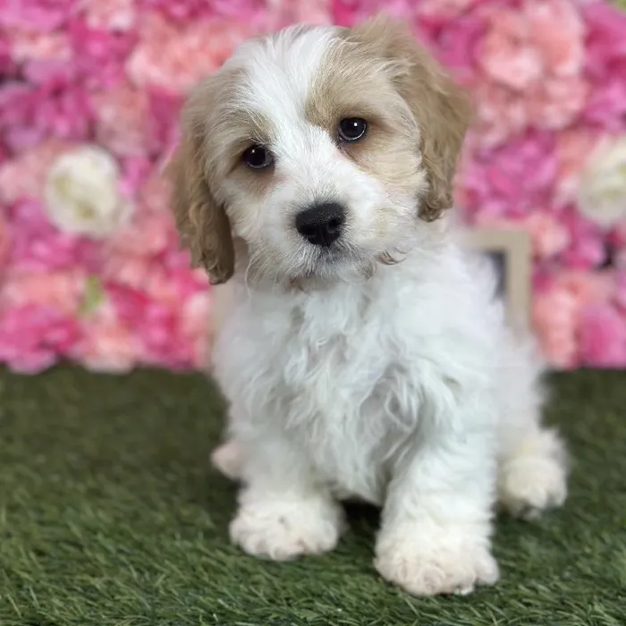 Male Cavachon puppy named Sailor for sale at Pet Express Saugus.