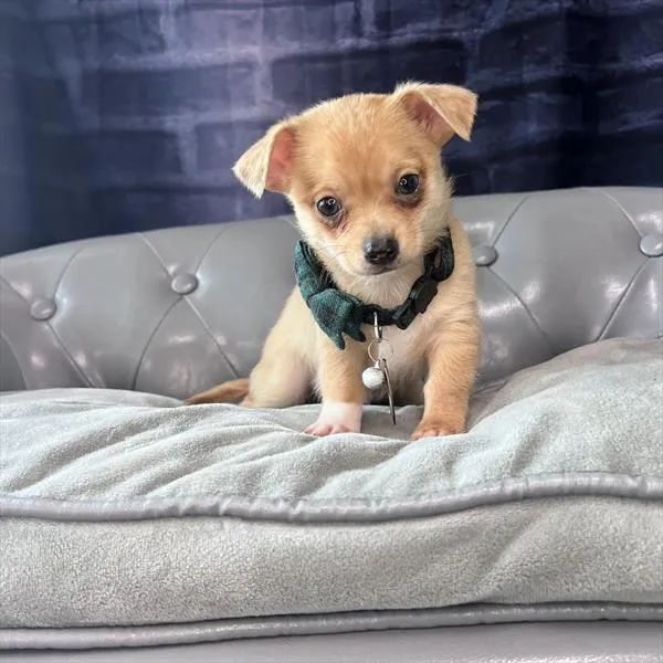 Male Chihuahua puppy named Barney for sale at Pet Express Saugus.