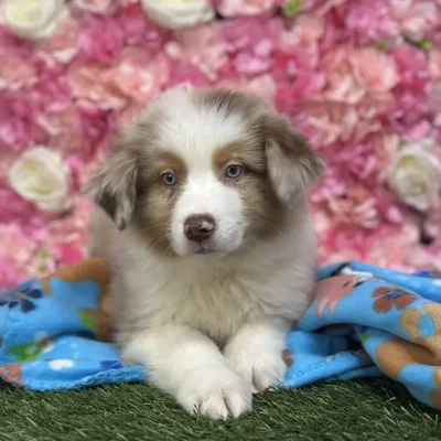 Male Miniature Australian Shepherd Puppy for Sale in Saugus, MA