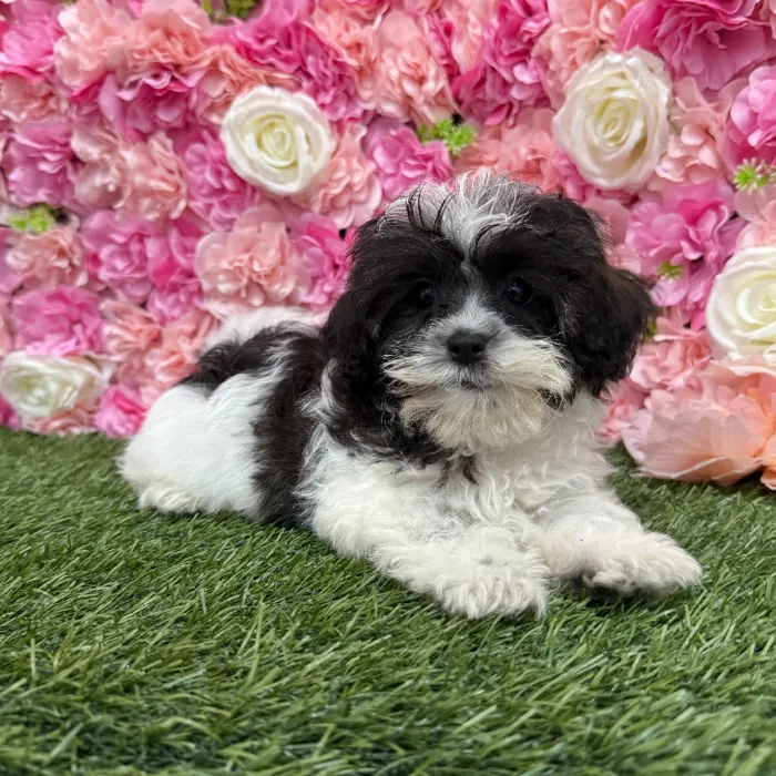 Female Shih-Poo Puppy for Sale in Braintree, MA