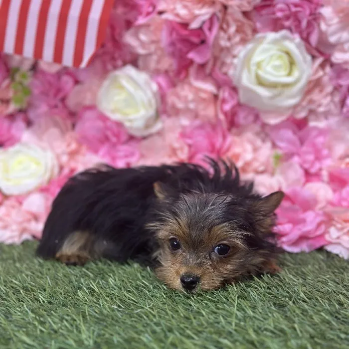 Male Yorkshire Terrier Puppy for Sale in Saugus, MA