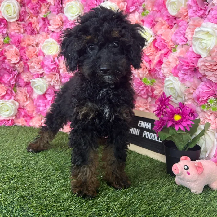 Female Poodle (Mini) puppy named Emma for sale at Pet Express Braintree.