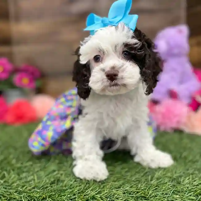 Female Cockapoo Puppy for Sale in Braintree, MA