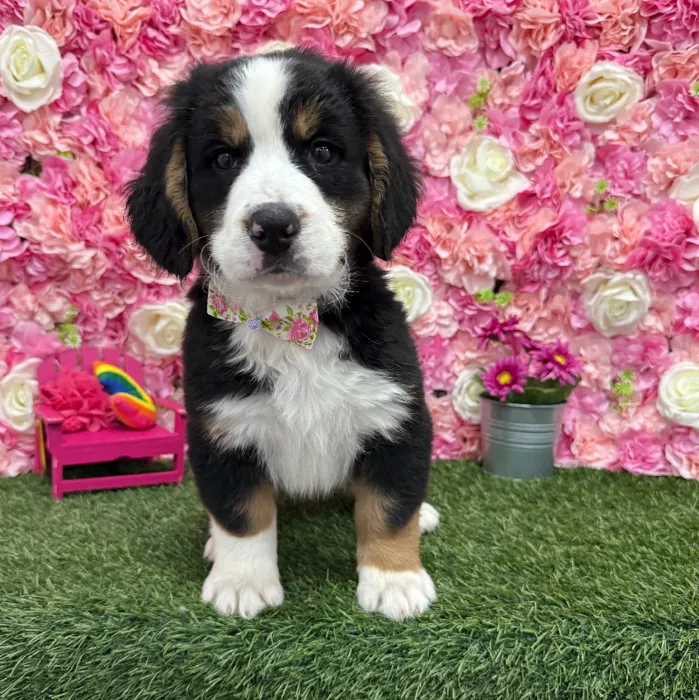 Male Mini Bernedoodle 2nd Gen Puppy for Sale in Braintree, MA