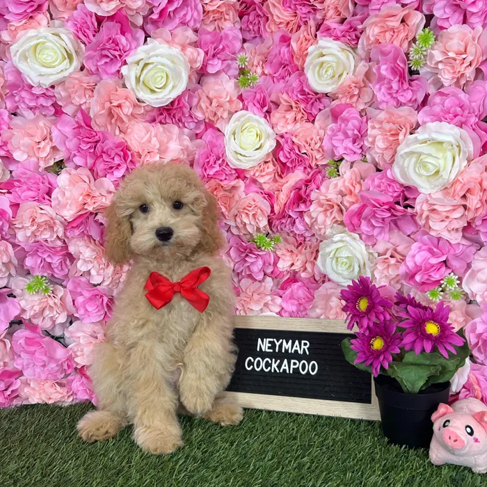 Male Cockapoo 2Nd Gen puppy named Neymar for sale at Pet Express Braintree.