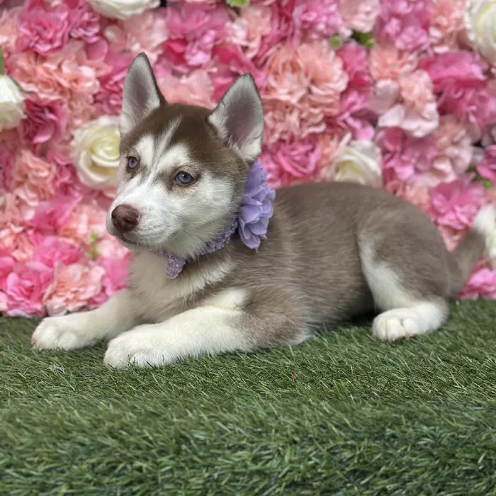Female Siberian Husky Puppy for Sale in Saugus, MA