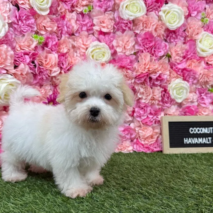 Male Havamalt puppy named Coconut for sale at Pet Express Braintree.