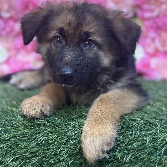 Female German Shepherd Dog Puppy for Sale in Saugus, MA