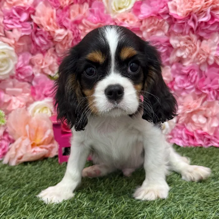 Male Cavalier King Charles Spaniel Puppy for Sale in Braintree, MA