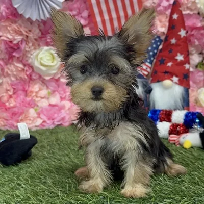 Female Yorkshire Terrier Puppy for Sale in Saugus, MA