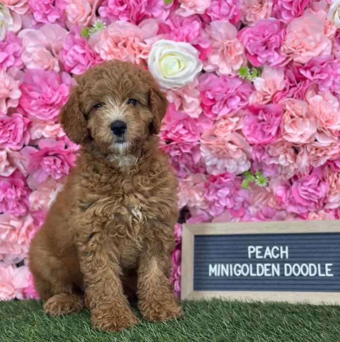 Female Mini Goldendoodle 2Nd Gen puppy named Peach for sale at Pet Express Saugus.