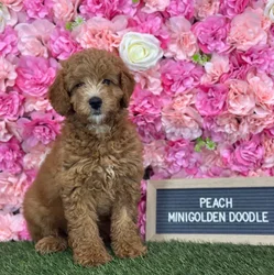Female Mini Goldendoodle 2Nd Gen puppy named Peach for sale at Pet Express Saugus.