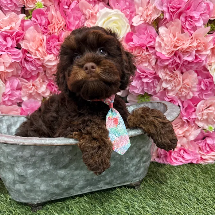 Male Cockapoo Puppy for Sale in Braintree, MA