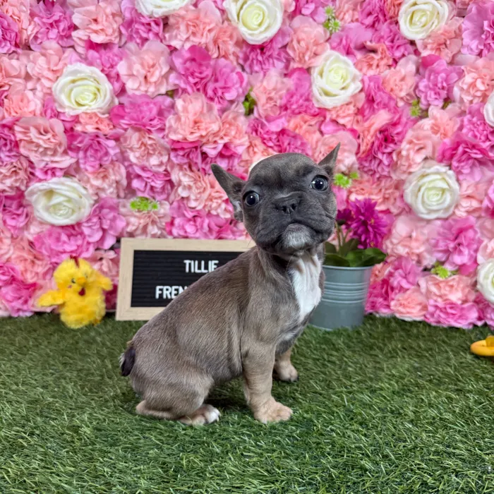 Female French Bulldog puppy named Tillie for sale at Pet Express Braintree.