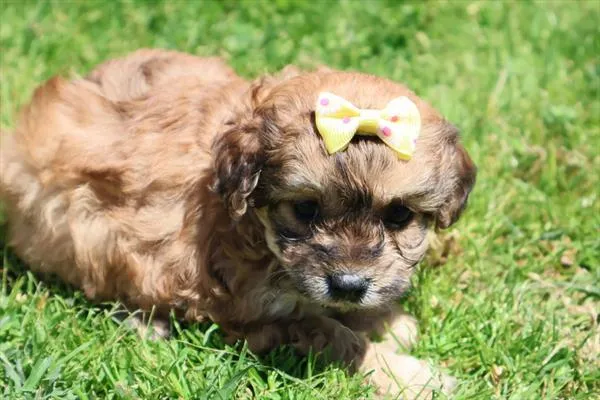 Female Malti-Poo 2Nd Gen puppy named Haley for sale at Pet Express Saugus.