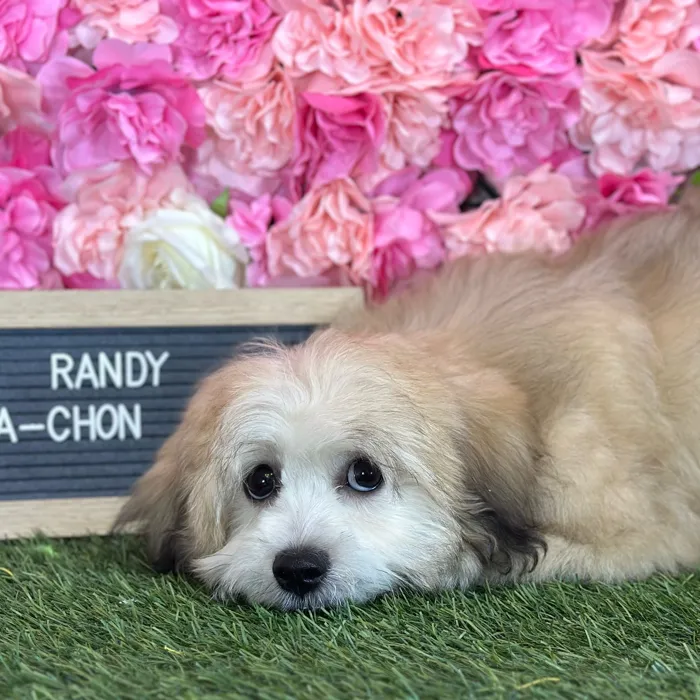 Male La-Chon puppy named Randy for sale at Pet Express Saugus.