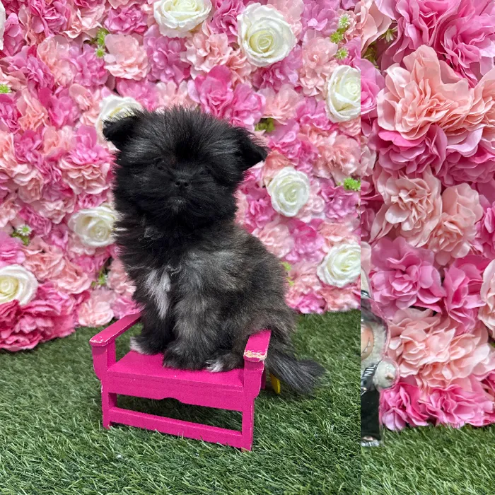 Female Shiranian Puppy for Sale in Braintree, MA