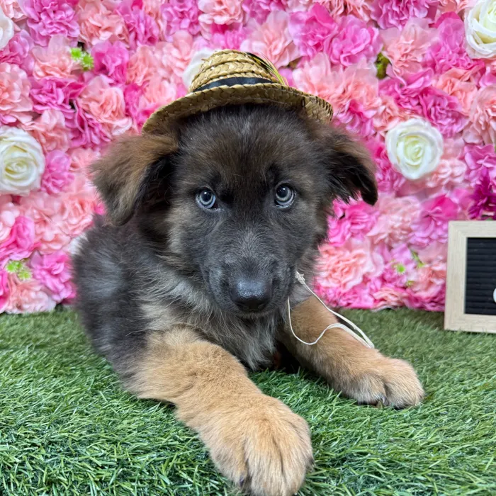 Male German Shepherd Dog puppy named King for sale at Pet Express Braintree.