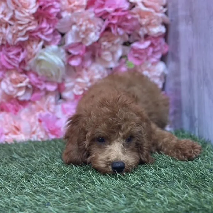 Male Poodle Toy Puppy for Sale in Saugus, MA