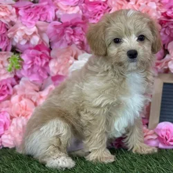 Chi-Poo For Sale | Pet Express Braintree