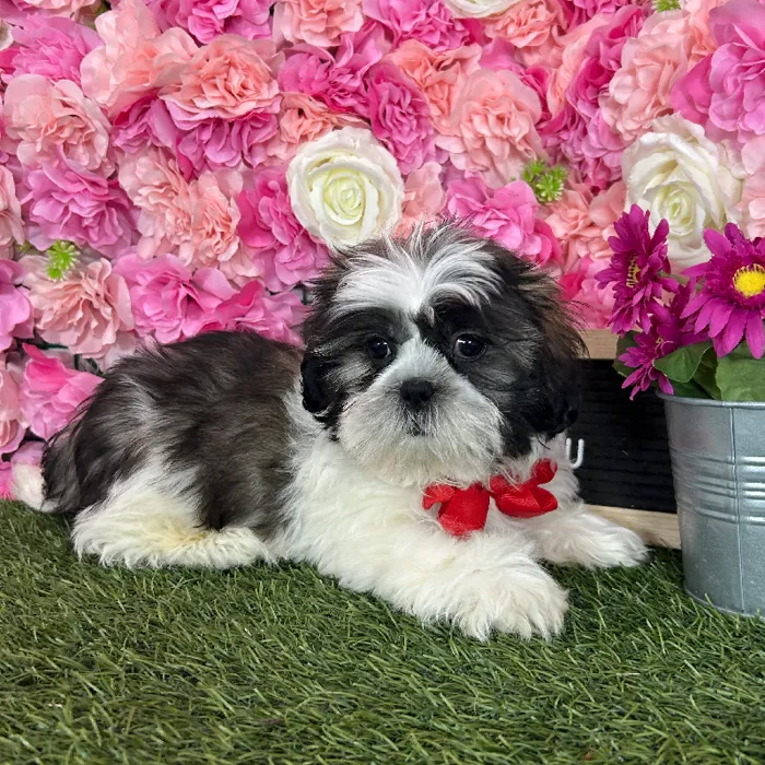 Male Shih Tzu puppy named Chepo for sale at Pet Express Braintree.