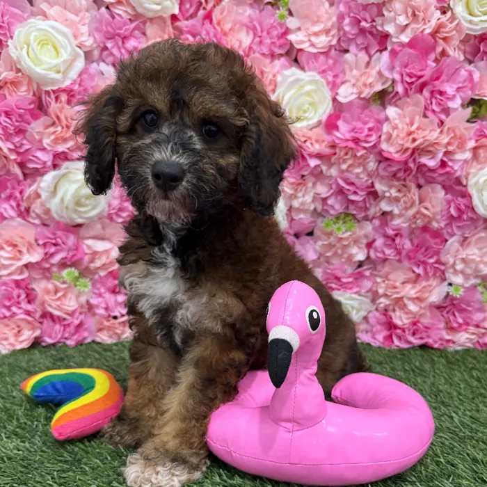 Female Mini Goldendoodle F1BB Puppy for Sale in Braintree, MA