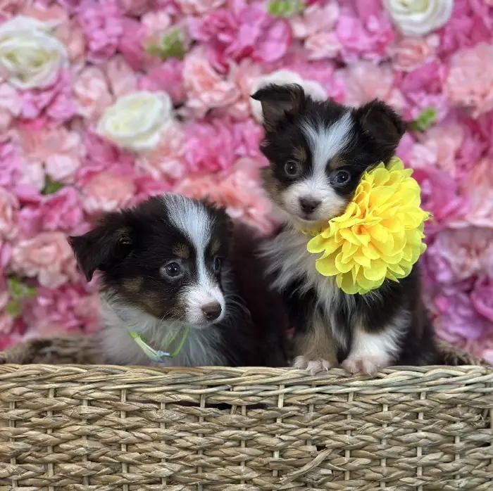 Female Toy Australian Shepherd Puppy for Sale in Braintree, MA