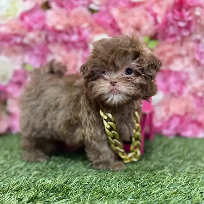 Male Shih-Poo Puppy for Sale in Braintree, MA