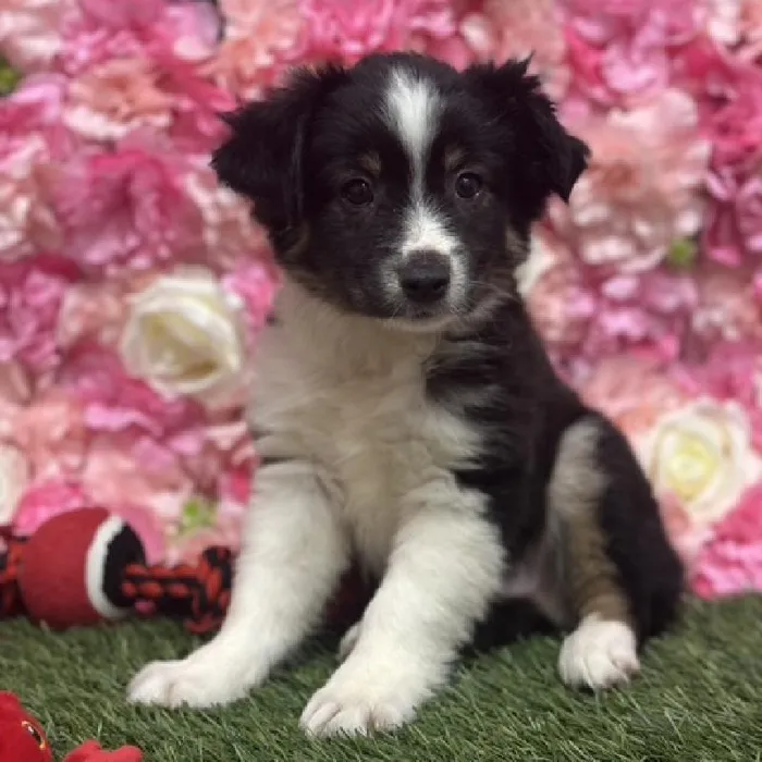 Male Toy Australian Shepherd Puppy for Sale in Saugus, MA