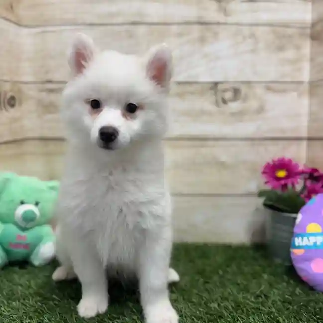 Male American Eskimo Puppy for Sale in Braintree, MA