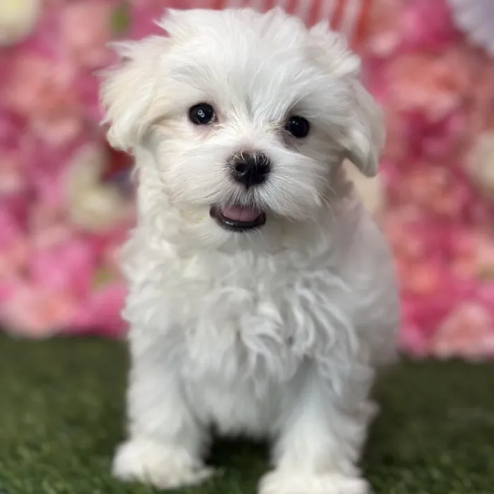 Male Maltese Puppy for Sale in Saugus, MA