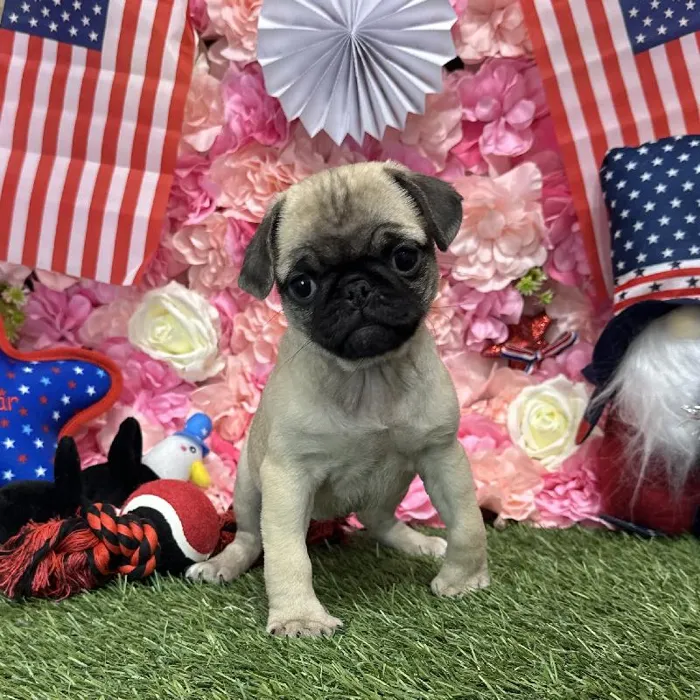 Female Pug Puppy for Sale in Saugus, MA