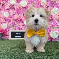 Male Silkese puppy named Rocket for sale at Pet Express Braintree.