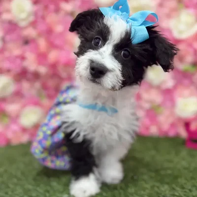 Female Aussiechon Puppy for Sale in Braintree, MA