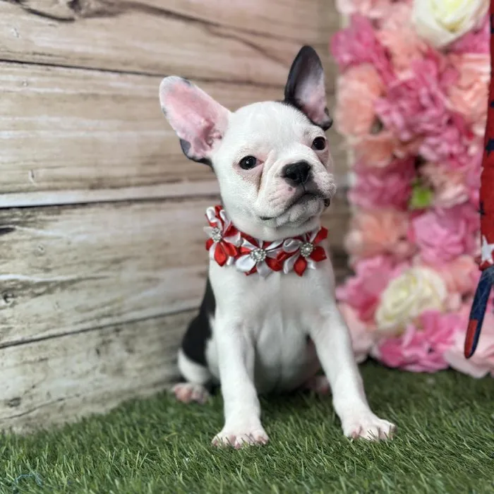 Female Froston Puppy for Sale in Saugus, MA