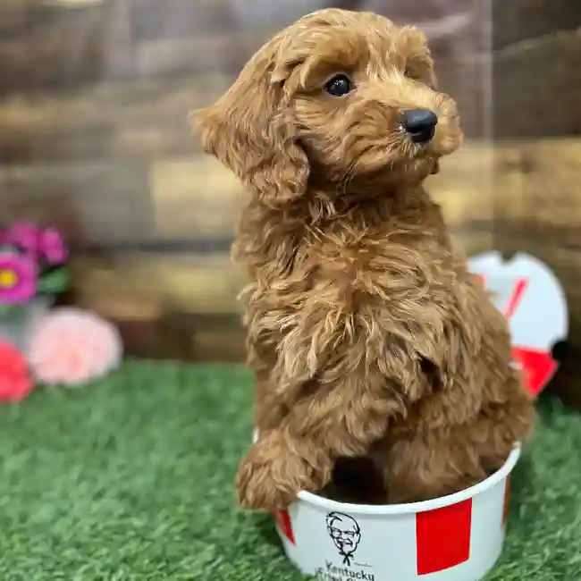 Male Mini Irishdoodle 2nd Gen Puppy for Sale in Braintree, MA