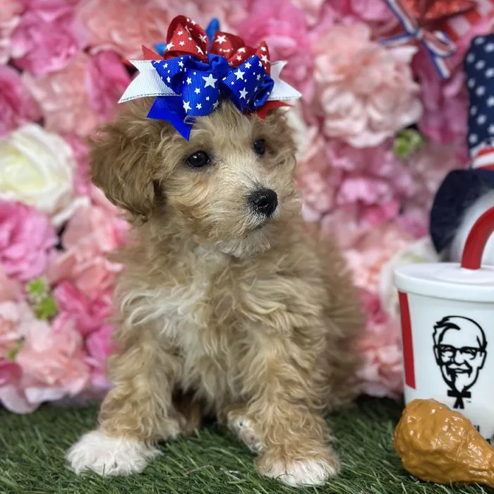 Female Mini Goldendoodle 2nd Gen Puppy for Sale in Saugus, MA