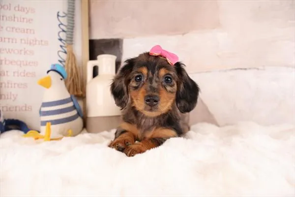 Female Dachshund puppy named Scarlett for sale at Pet Express Braintree.